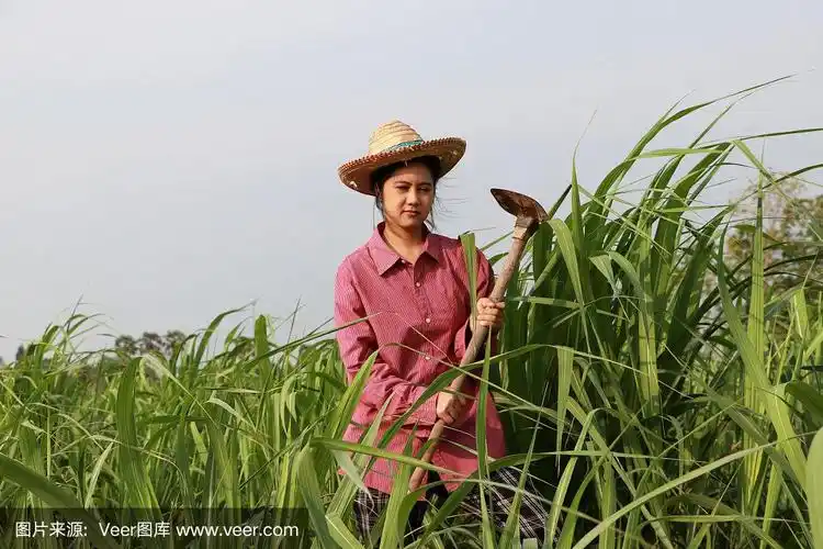 农妇手拿锄头,戴着草帽在甘蔗地里干活.