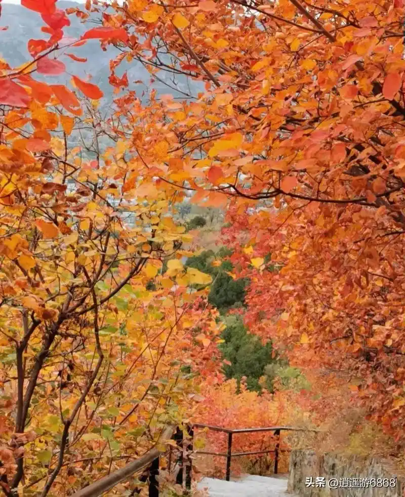 网络照片:北京香山公园红叶.#大山深处自然美山清水秀好风光  - 抖音