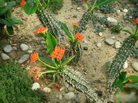 植物名称及图片——喷火龙