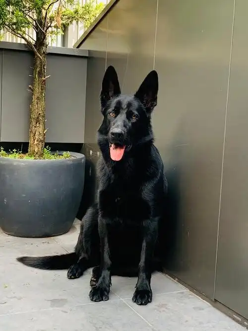 黑狼犬和德牧犬:哪个更容易训练?哪个更适合家庭?