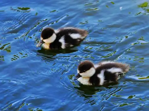 赤麻鸭和它的幼崽
