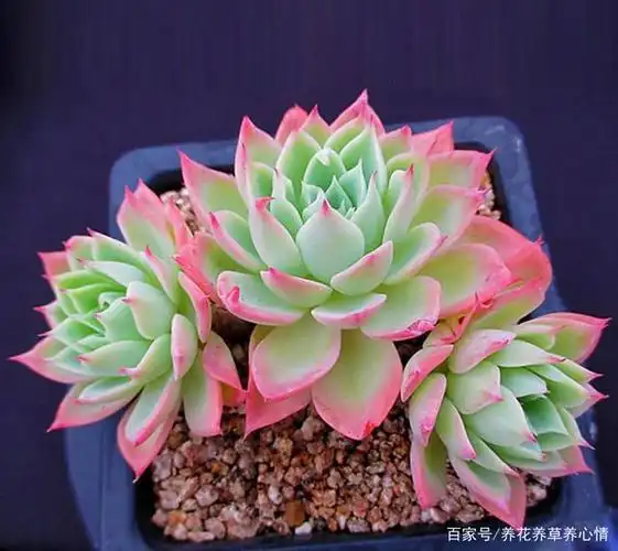 如何养护多肉三色堇会爆芽群生?