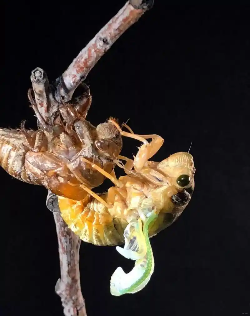 "金蝉脱壳"全过程,见证生命蜕变美丽瞬间