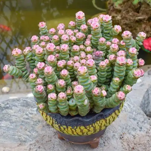 钱串锦多肉植物开花花卉绿植大颗好养精品钱串子蟹八件