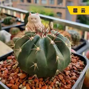 丛野 |层云实生仙人球开花多肉植物 创意仙人掌室内防辐射小盆栽