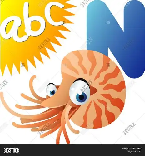 abc 动物: n 是为鹦鹉螺 库存矢量图和库存照片 | bigstock