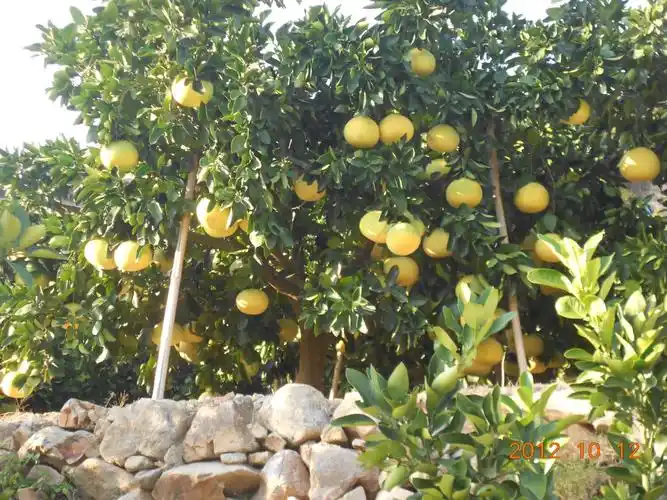 玉环县雄霸酒业商行