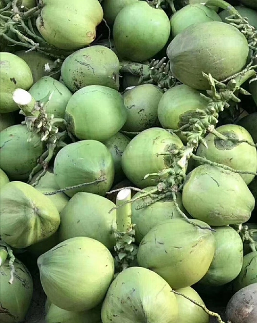 海南万宁椰青批发6000个椰子起批欢迎来电咨询.