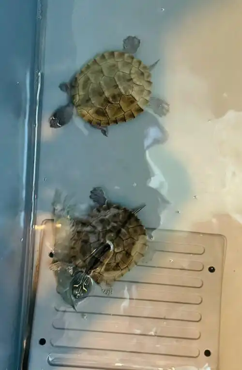 小龟的快乐生活