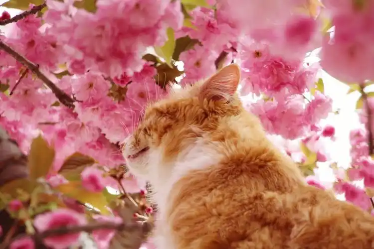 猫咪被樱花的柔情所吸引,樱花迷恋上了婀娜而优雅的猫咪.