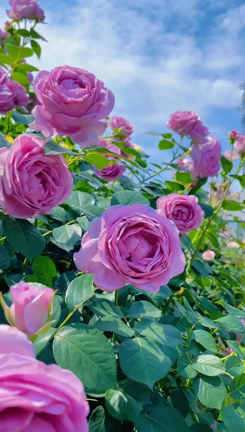 给大家安利一款蓝紫色的月季,花开真的好上镜啊! 蓝 - 抖音