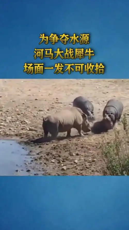 为争夺水源河马大战犀牛场面一发不可收拾