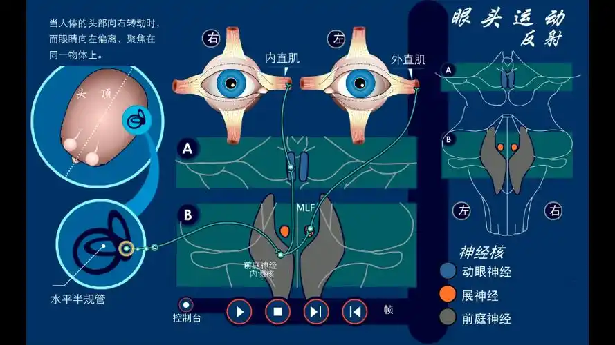 眼头运动反射示意图_哔哩哔哩 (゜-゜)つロ 干杯~-bilibili