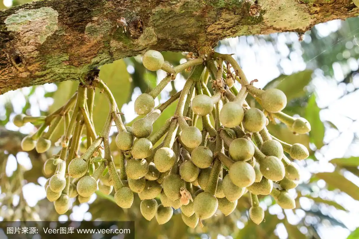 一束榴莲花在树上抽象的背景