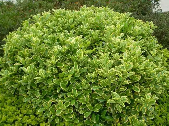 北方常绿灌木有哪些,北方常绿灌木有哪些种类(北方常绿植物名称及简介