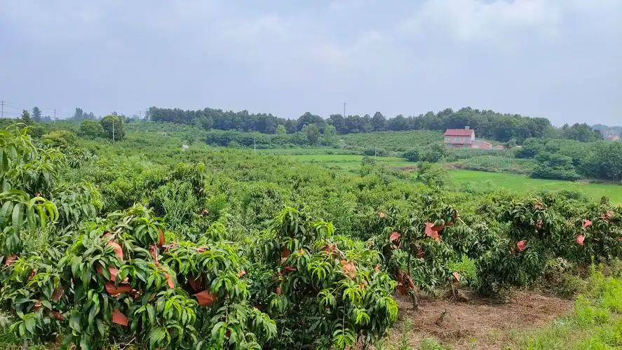 走进南漳县九集镇邹湾村的桃园里,郁郁葱葱的黄桃树上,一个个蜡黄纸袋