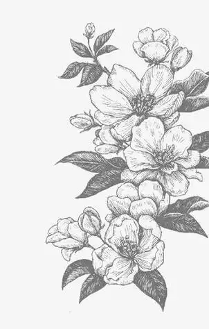 桃花花瓣简笔画素描