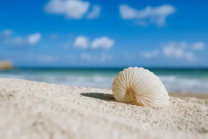 与大海, 沙滩和海景纸鹦鹉螺贝壳
