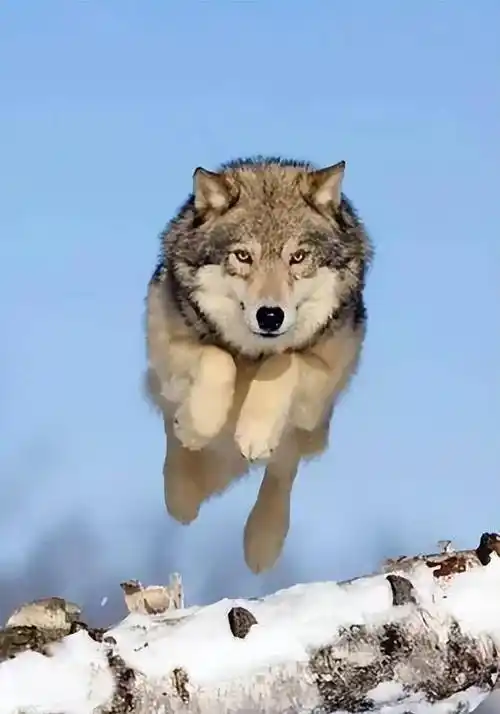 12年前,美女画家在成都养幼狼当儿子,10年后与它在草原再次相认_李微