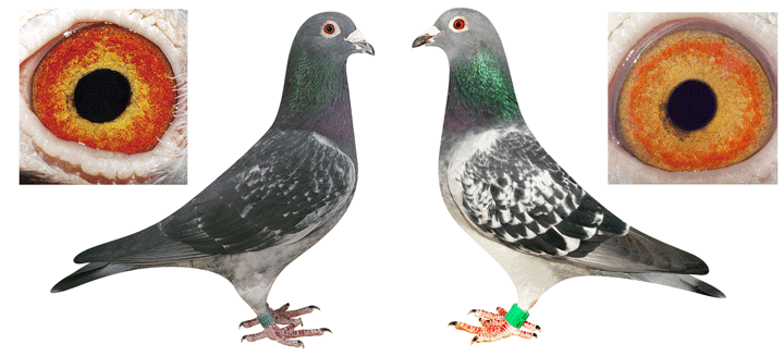 黑目(牛眼)灰羽征集