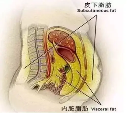 内脏脂肪与皮下脂肪有很大区别,它本身就会大量挤占正常组织的空间