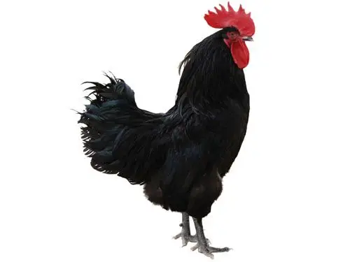 会变色的鸡又见狼山鸡20120411