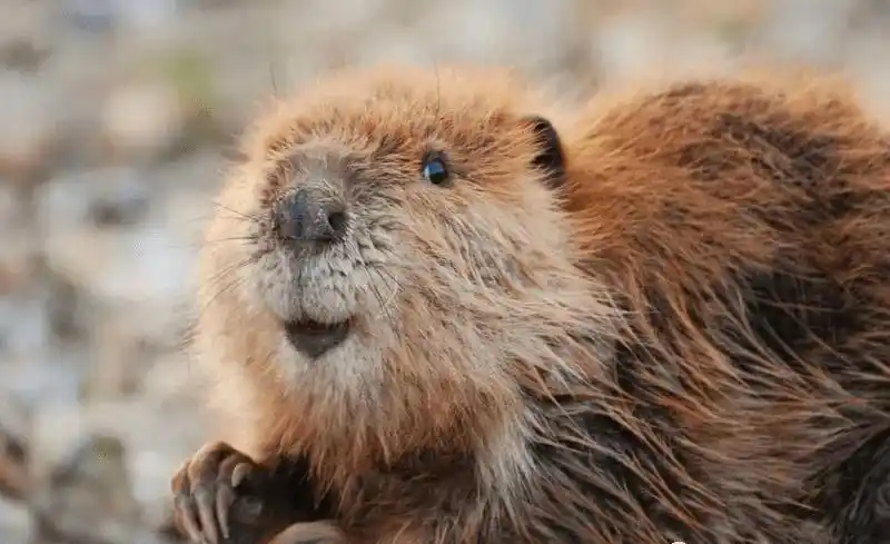 加拿大这十类国宝级的野生动物看看你认识几个