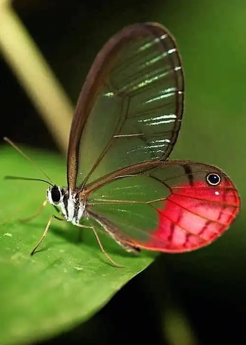 第七期红色绡眼蝶属cithaerias