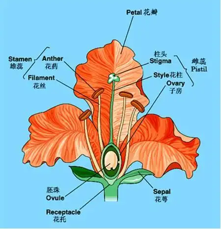 关于雄蕊雌蕊的手抄报手抄报图片大全集