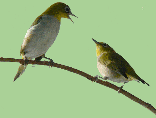 500_380gif 动态图 动图