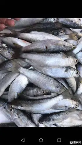 乌鳢 鲻鱼是一种生活浅海中的鱼,肉质十分鲜美.