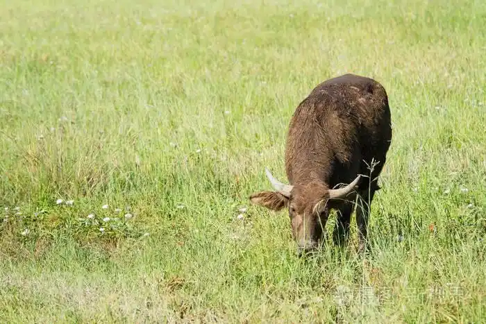 水牛吃草草甸自然背景
