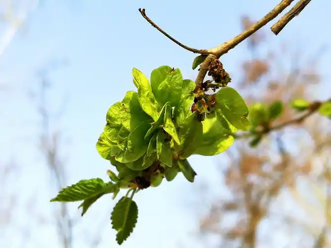 长在树上的天然野味榆钱,充满家乡味道的美食,你吃了吗