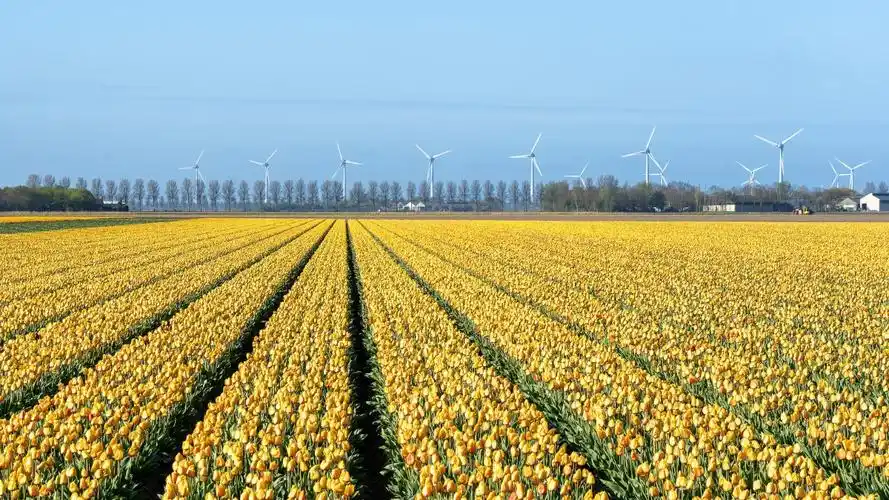 大片种植郁金香花图片-花卉壁纸-高清花卉图片-第6图-娟娟壁纸