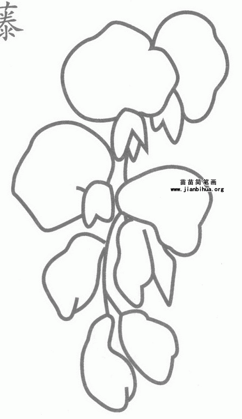 紫藤花简笔画图片,教程