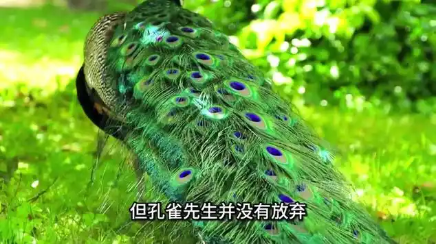 让我们一起听听孔雀求偶的叫声|鸡|脊索动物|水生动物|鸟类动物|驯养