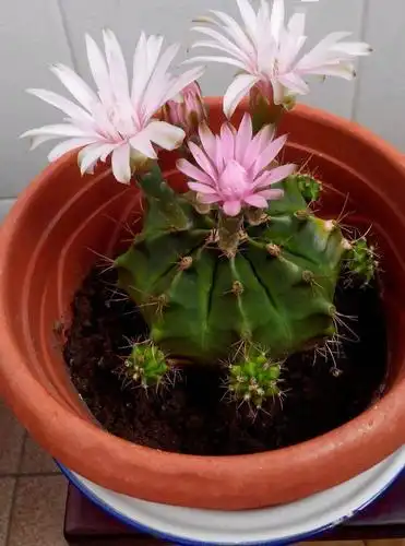 仙人球怎么上盆注意这两步服盆快小球变大球开花艳