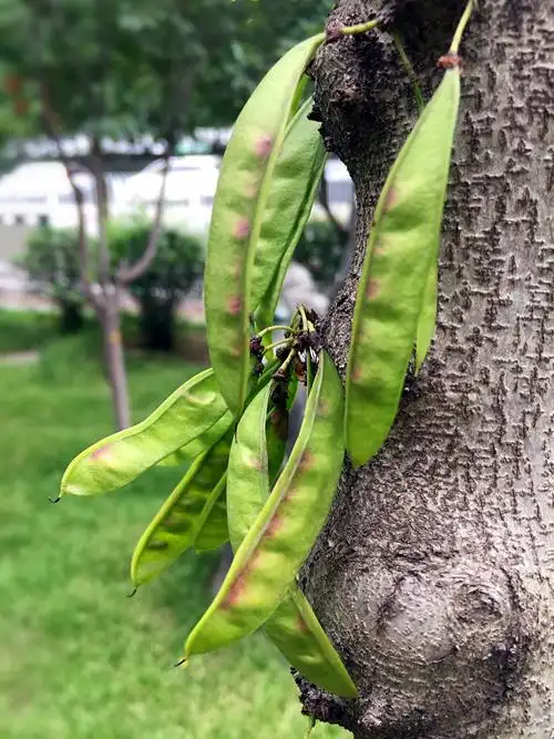 紫荆花结的果实好多呀