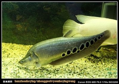 热带鱼 宠物鱼 七星白化刀鱼 大型鱼 观赏鱼 七星刀鱼活体批发