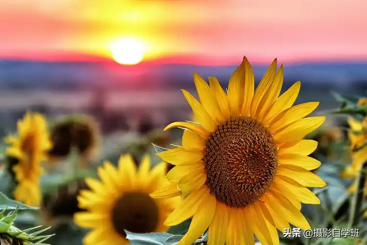 向日葵图片唯美头像(拍向日葵11个万能技巧) - 赤虎壹号