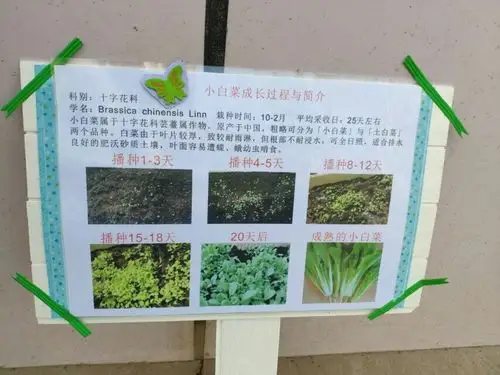 我们还给我们班的菜地制作了班牌和小白菜生长记录表!