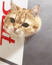 探头猫咪表情包 - 探头猫咪微信表情包 - 探头猫咪qq表情包 - 发表情