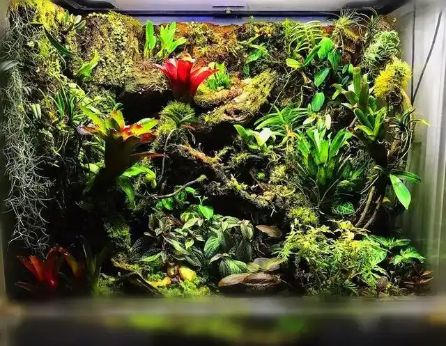 家居水景丨生态缸造景小缸组作品赏析