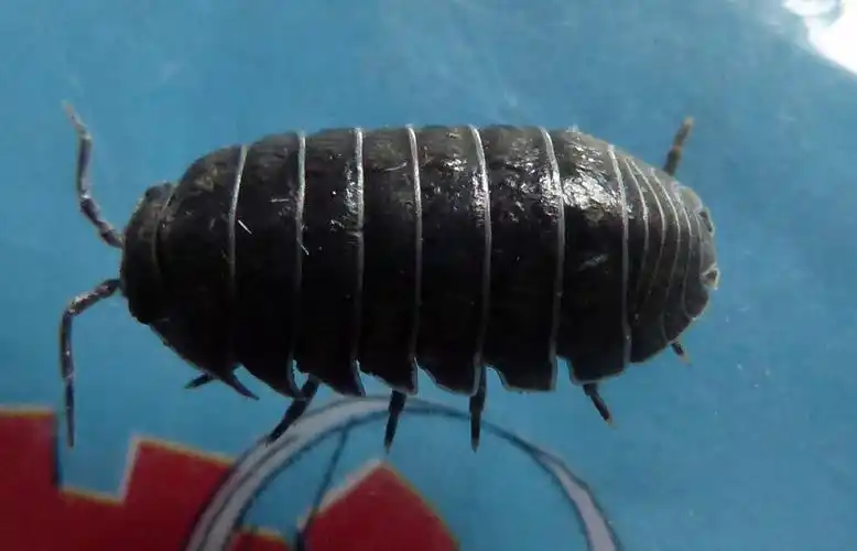 有关此昆虫的简介 外壳硬硬的 收到伤害时会攒成