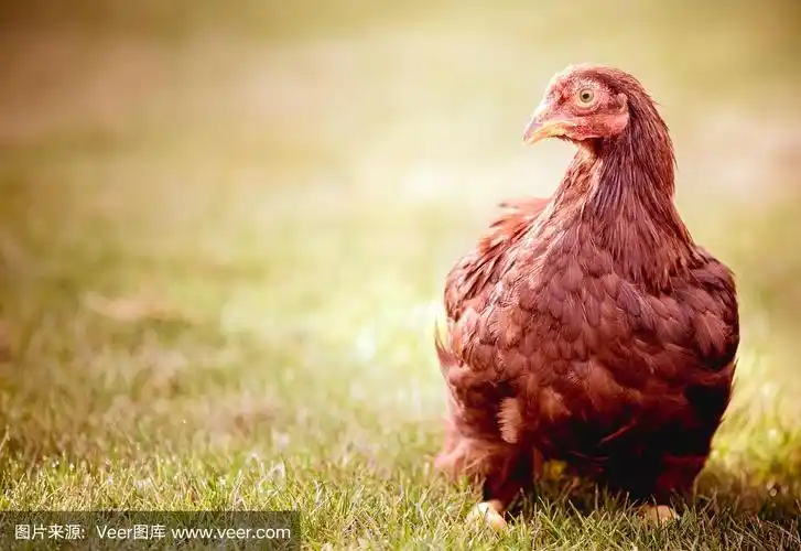红母鸡站在阳光下的草地上