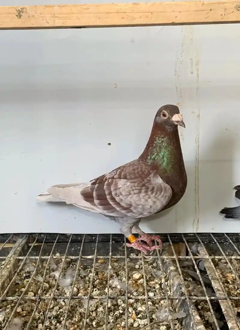 海霸王原环詹森红狐种鸽