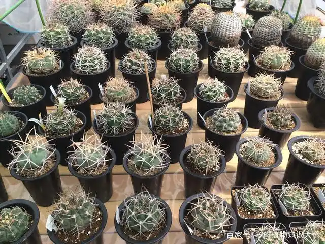 那些贵货仙人球,资深多肉爱好者的最爱