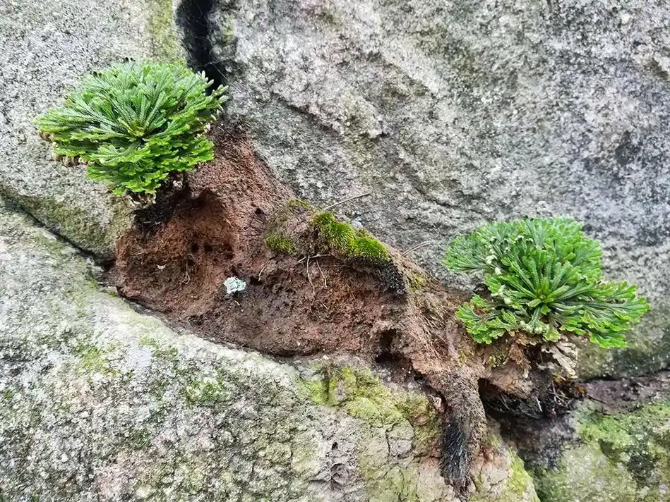 草本植物"九死还魂草".学名又叫"卷柏".在山上或者是沙漠最 - 抖音