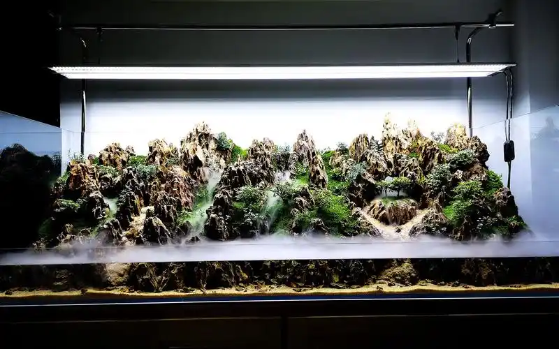 想学鱼缸造景?不同风格开缸教学视频,即将到达,干货满满