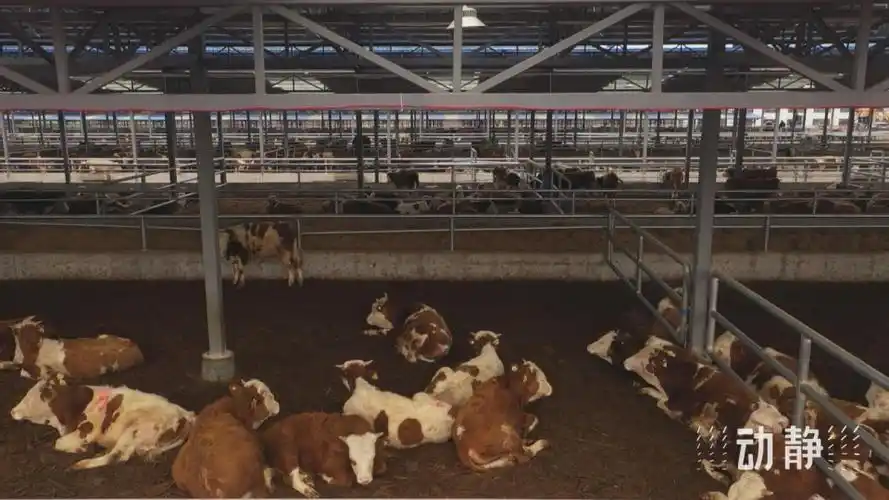 强龙头,广带动,沿河肉牛养殖"链"出新活力_腾讯新闻